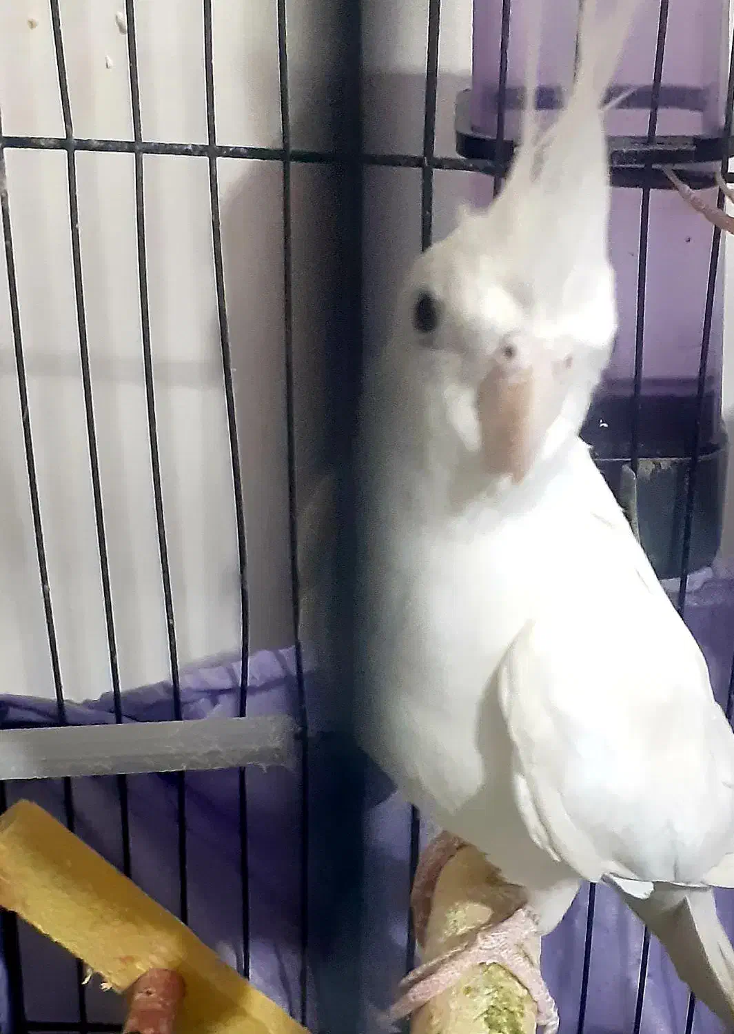 عروس هلندی جفت مولد|پرنده|ارومیه, |دیوار