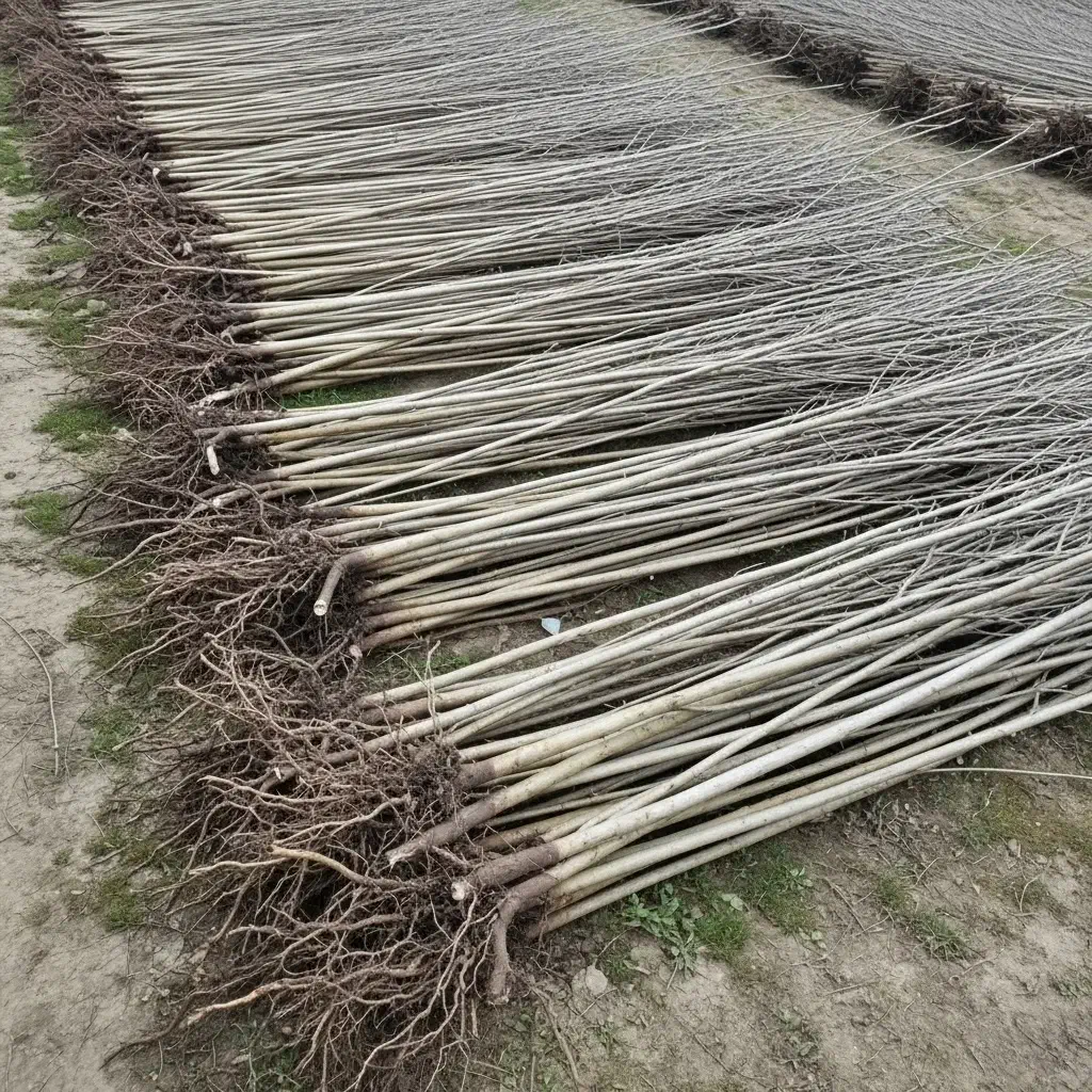 نهال نیگرا ترکیه با گارانتی رشد و کیفیت تضمینی|گل و گیاه طبیعی|شازند, |دیوار