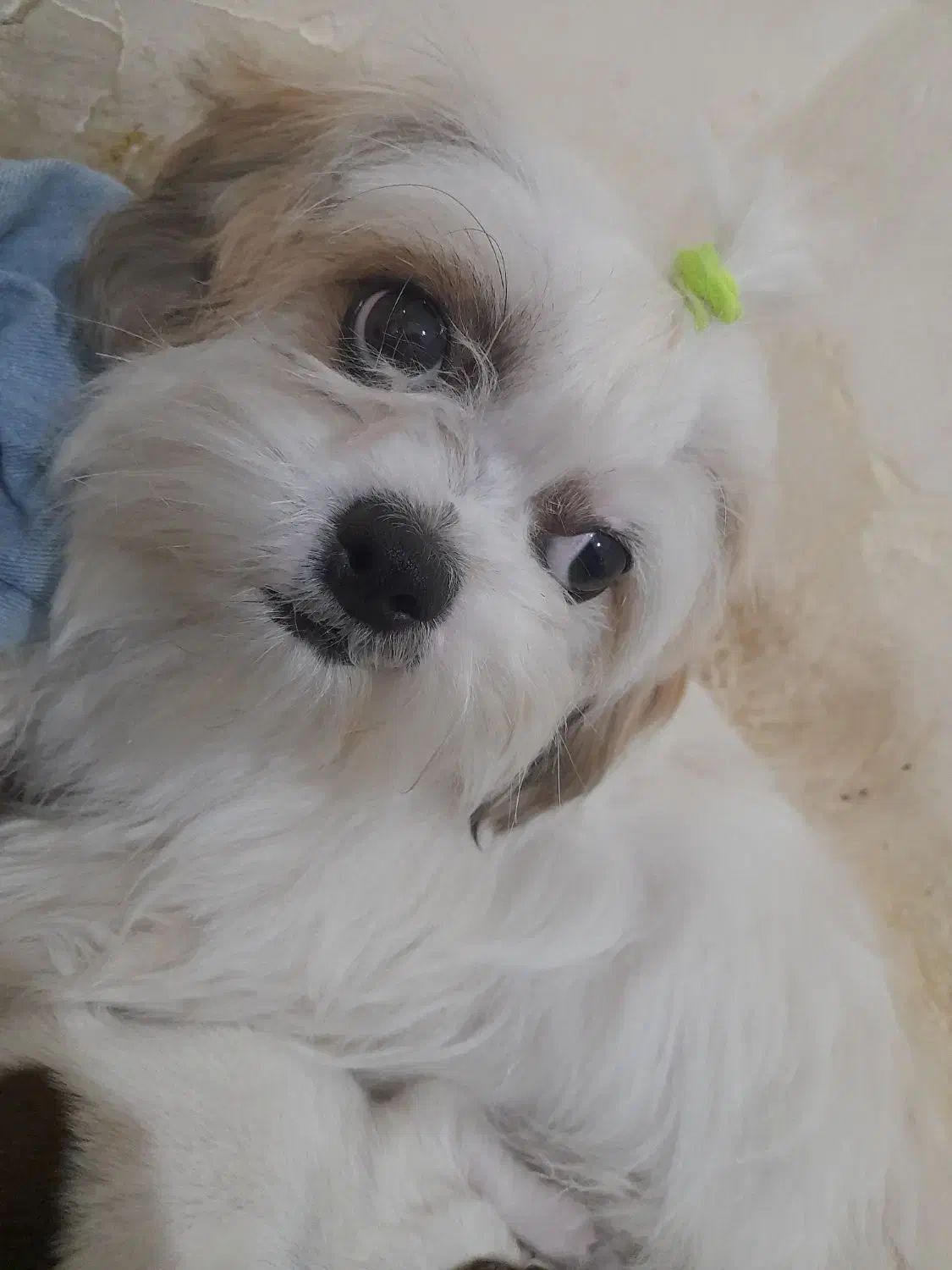 سگ شینزو|سگ|سبزوار, اسلام آباد|دیوار