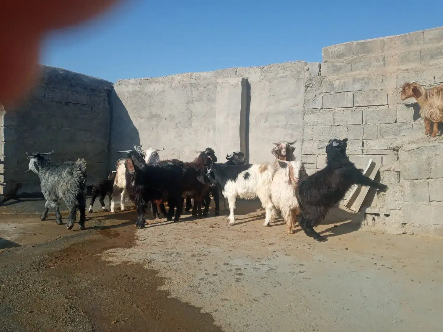 بزغاله نر|حیوانات مزرعه|کرمانشاه, |دیوار