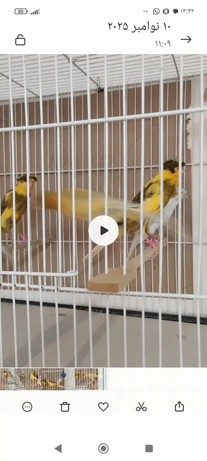 قناری نقره ای|پرنده|مشهد, امام خمینی|دیوار