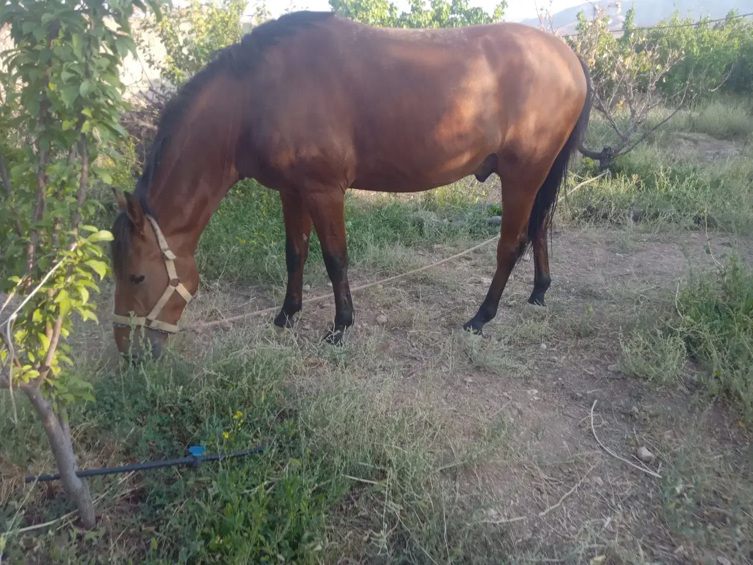 فروش کره نریان ترکمن ..یورقه|حیوانات مزرعه|بسطام, |دیوار