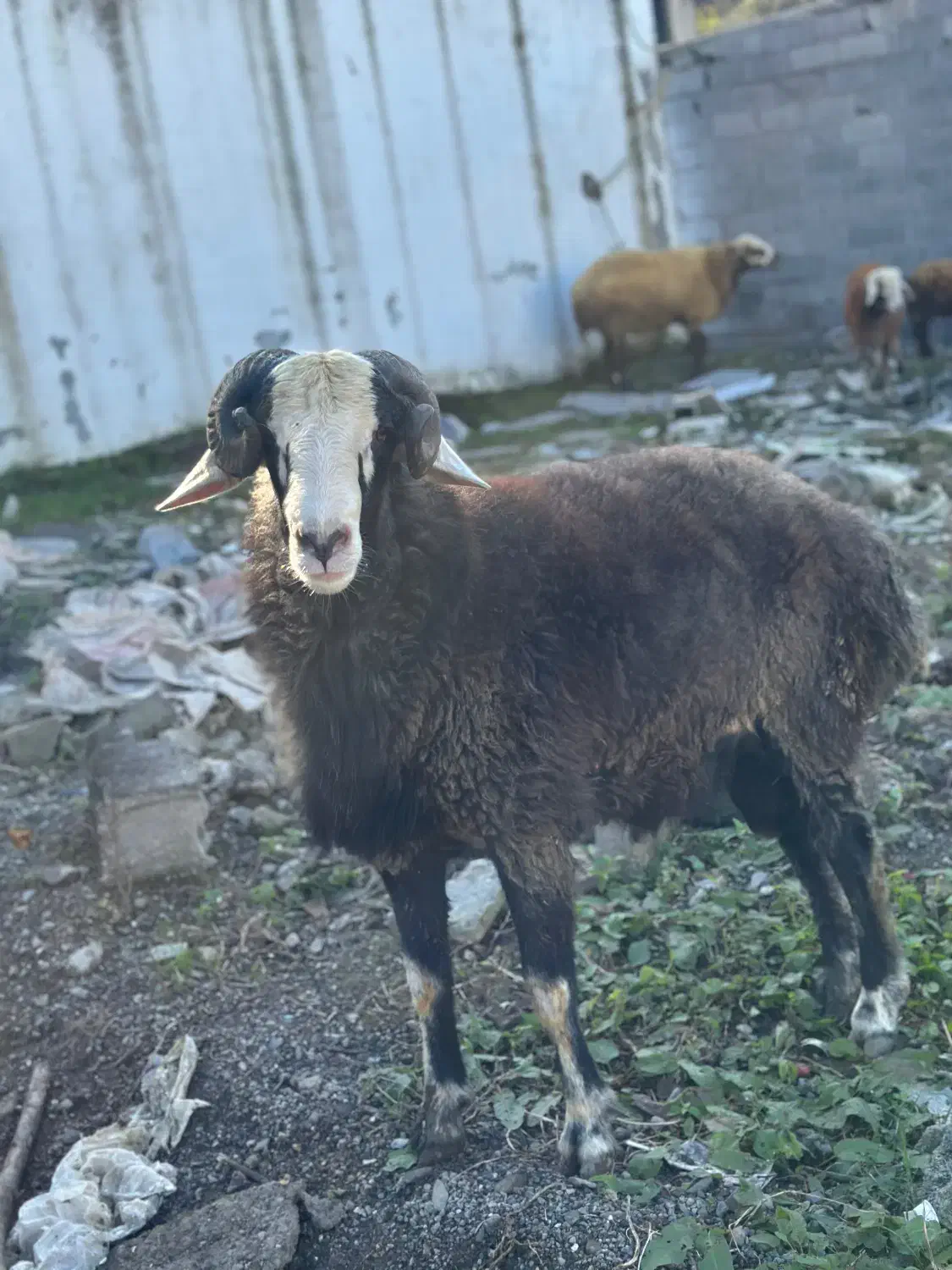 نر ۱۴ ماهه فروش|حیوانات مزرعه|چمستان, |دیوار