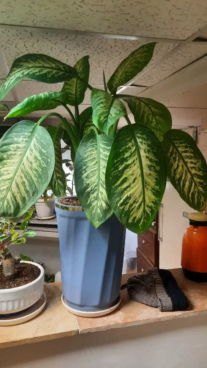 گل و گیاه آپارتمانی|گل و گیاه طبیعی|قم, ارم|دیوار