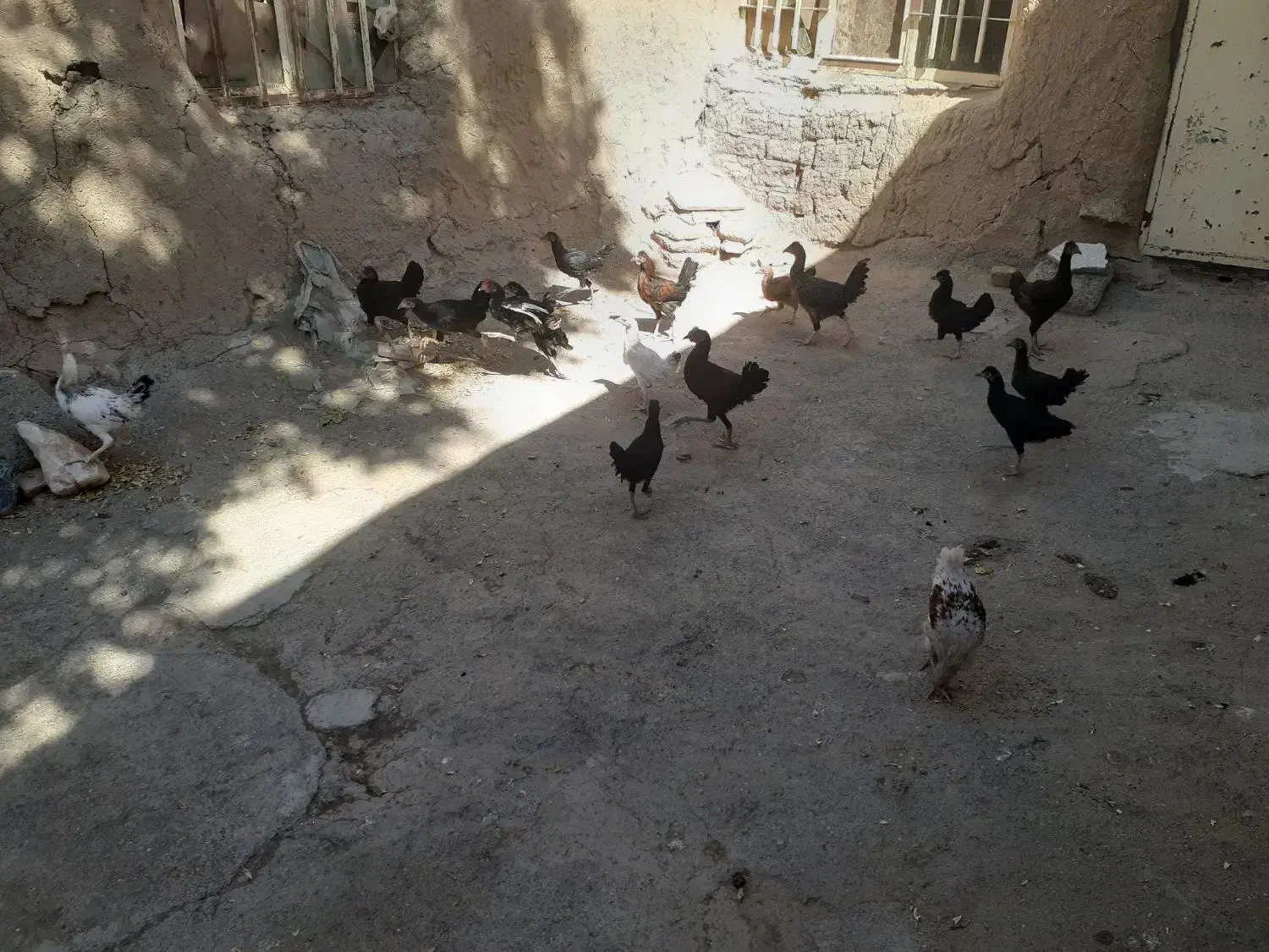 مرغ|پرنده|ماهیدشت, |دیوار