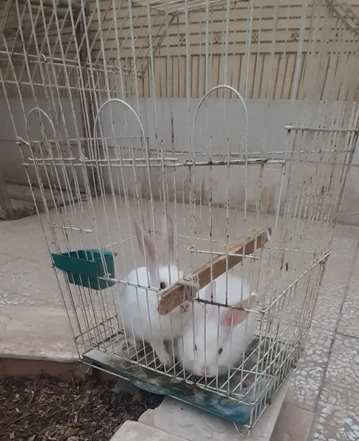 فروش خرگوش سفید تپلی|موش و خرگوش|نجف‌آباد, نمازی|دیوار