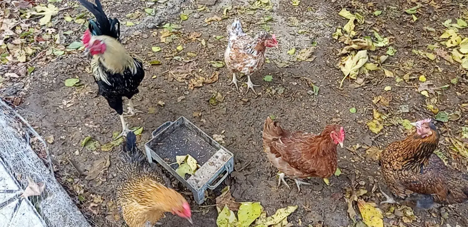 مرغ بالغ تخمگذار وخروس دورگه|حیوانات مزرعه|آشخانه, |دیوار