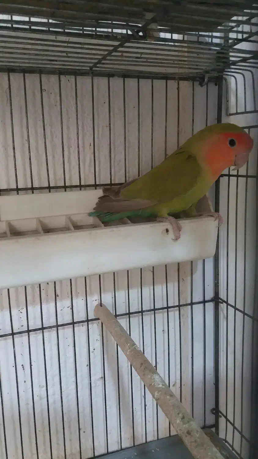 طوطی برزیلی نر و عروس هلندی|پرنده|یاسوج, |دیوار