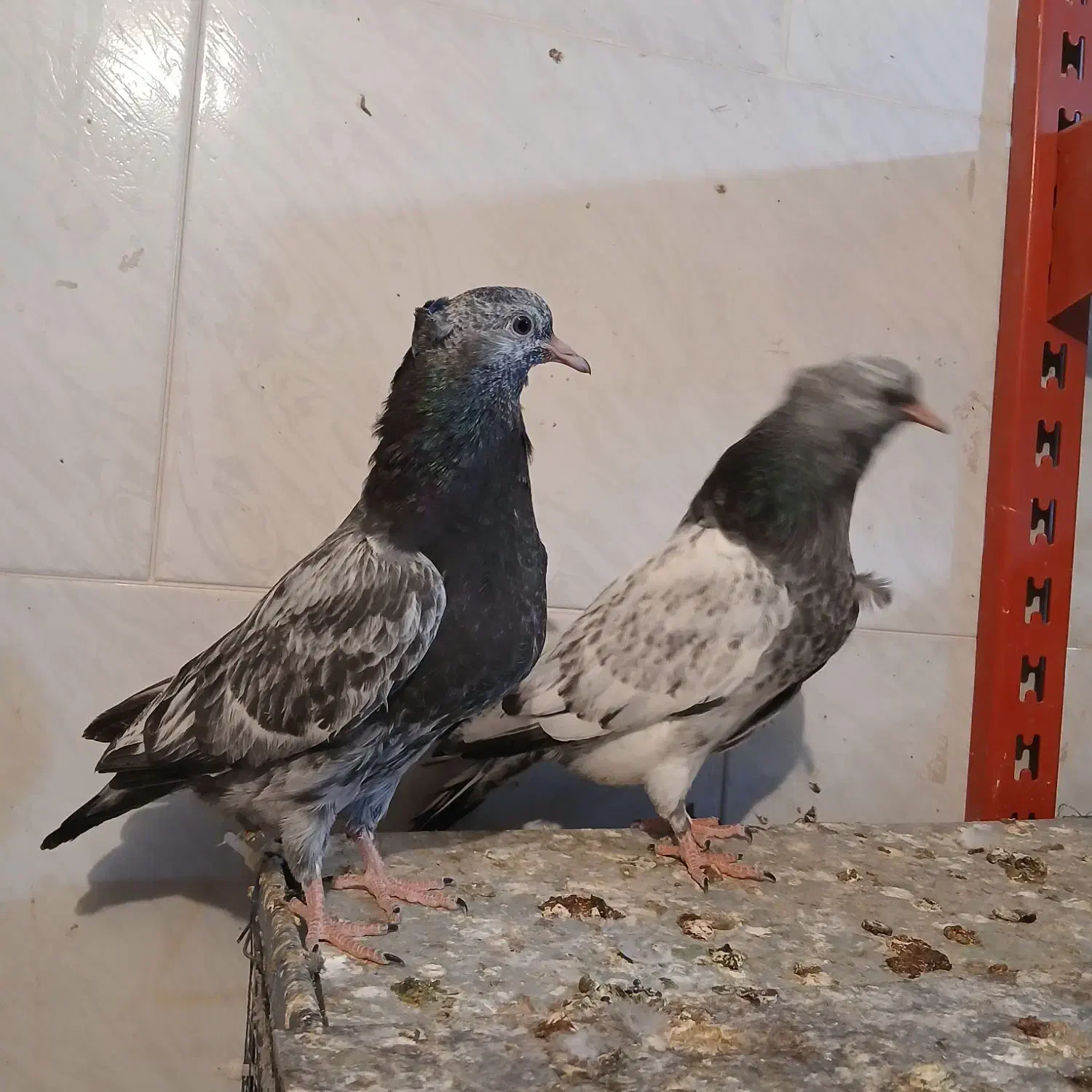 طوقی کله ای|پرنده|مبارکه, |دیوار