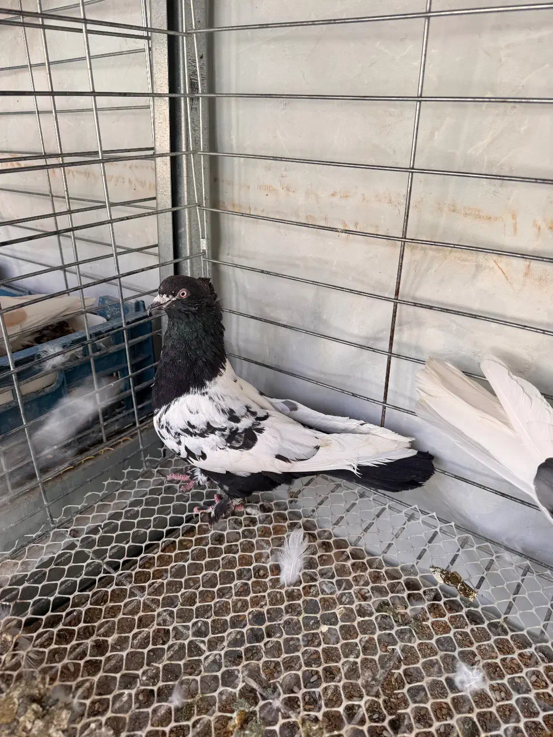 کبوتر|پرنده|خمینی‌شهر, |دیوار