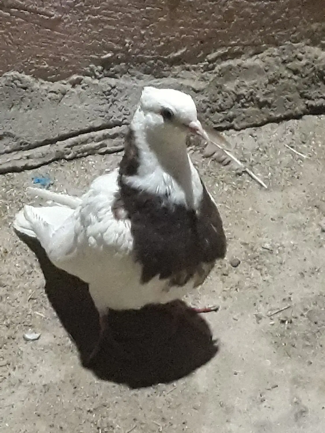 ماده طوقی|پرنده|زهک, |دیوار