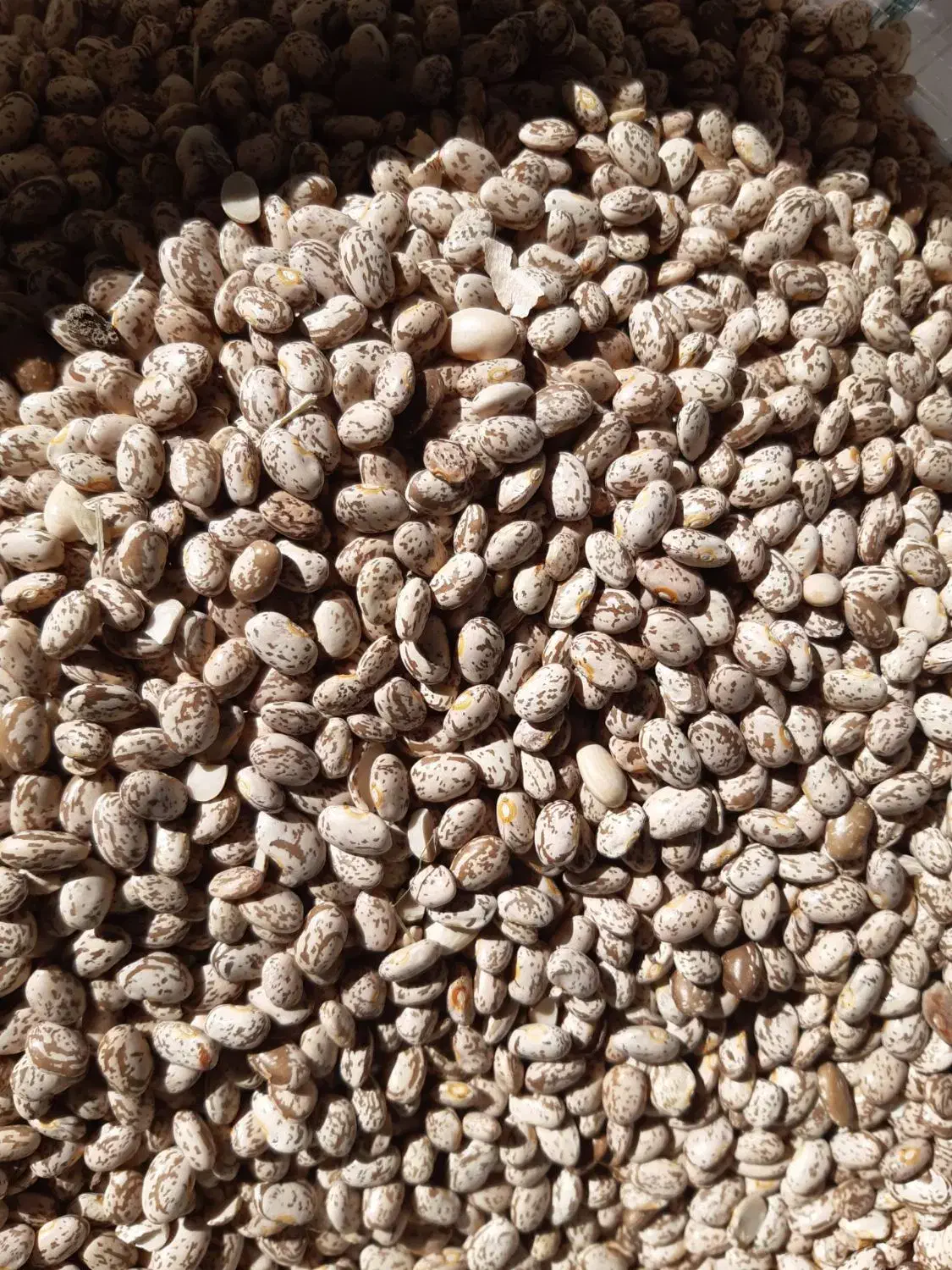 لوبیا چیتی|عمده‌فروشی|معمولان, |دیوار