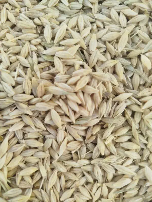 جو آبی شش پر ارمغان اصلاح شده پایه بلند|گل و گیاه طبیعی|بروجرد, |دیوار