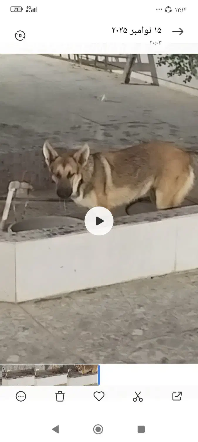 دوعدد سگ ژرمن|سگ|بوشهر, |دیوار