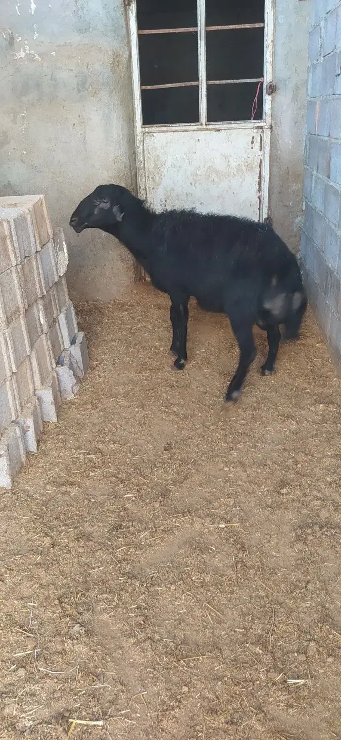 گوسفند نر نژاد دار قره قزل قوچ چهار دندان|حیوانات مزرعه|بلبان آباد, |دیوار