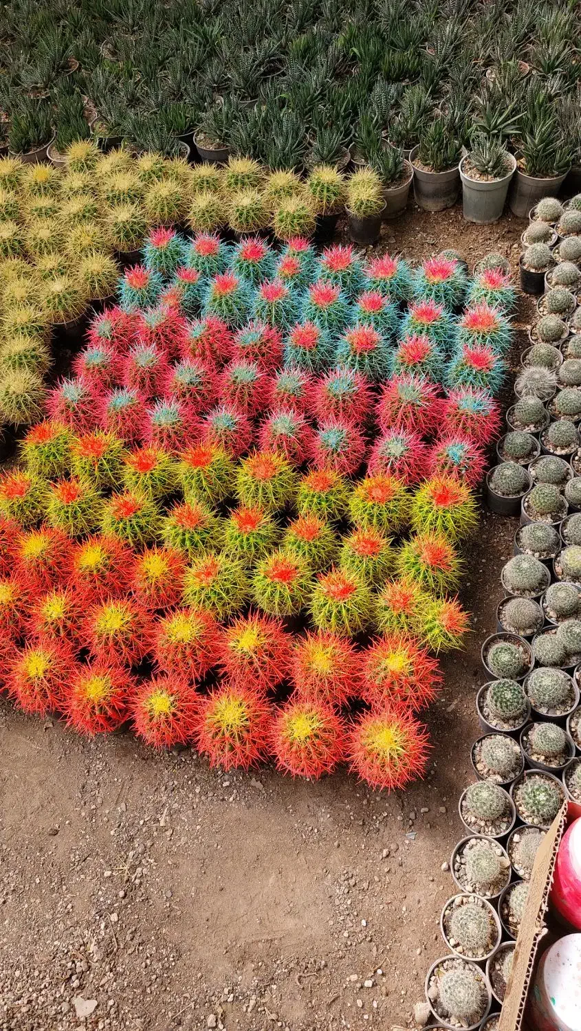کاکتوس رنگی|گل و گیاه طبیعی|اصفهان, ارغوانیه|دیوار