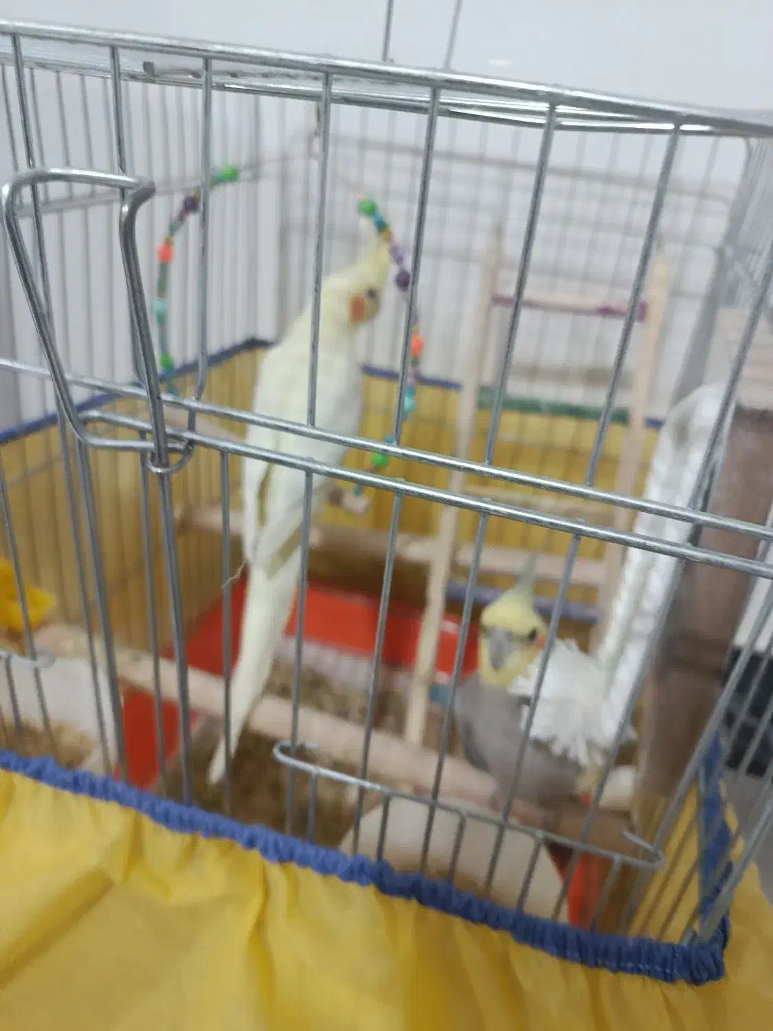 جفت عروس هلندی|پرنده|دورود, |دیوار