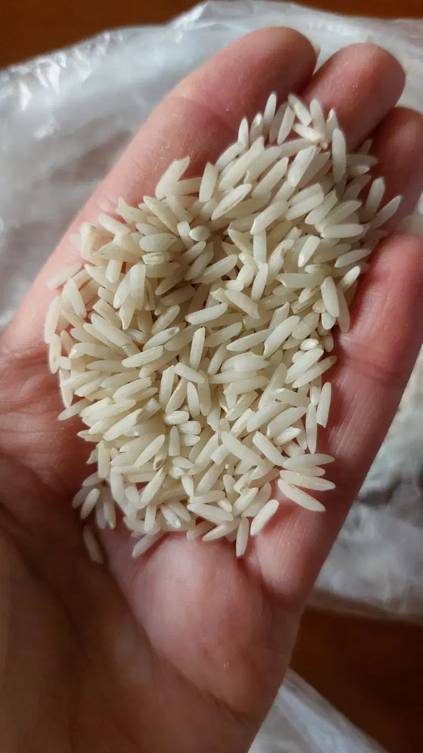 برنج هاشمی درجه یک|خوردنی و آشامیدنی|رودبنه, |دیوار