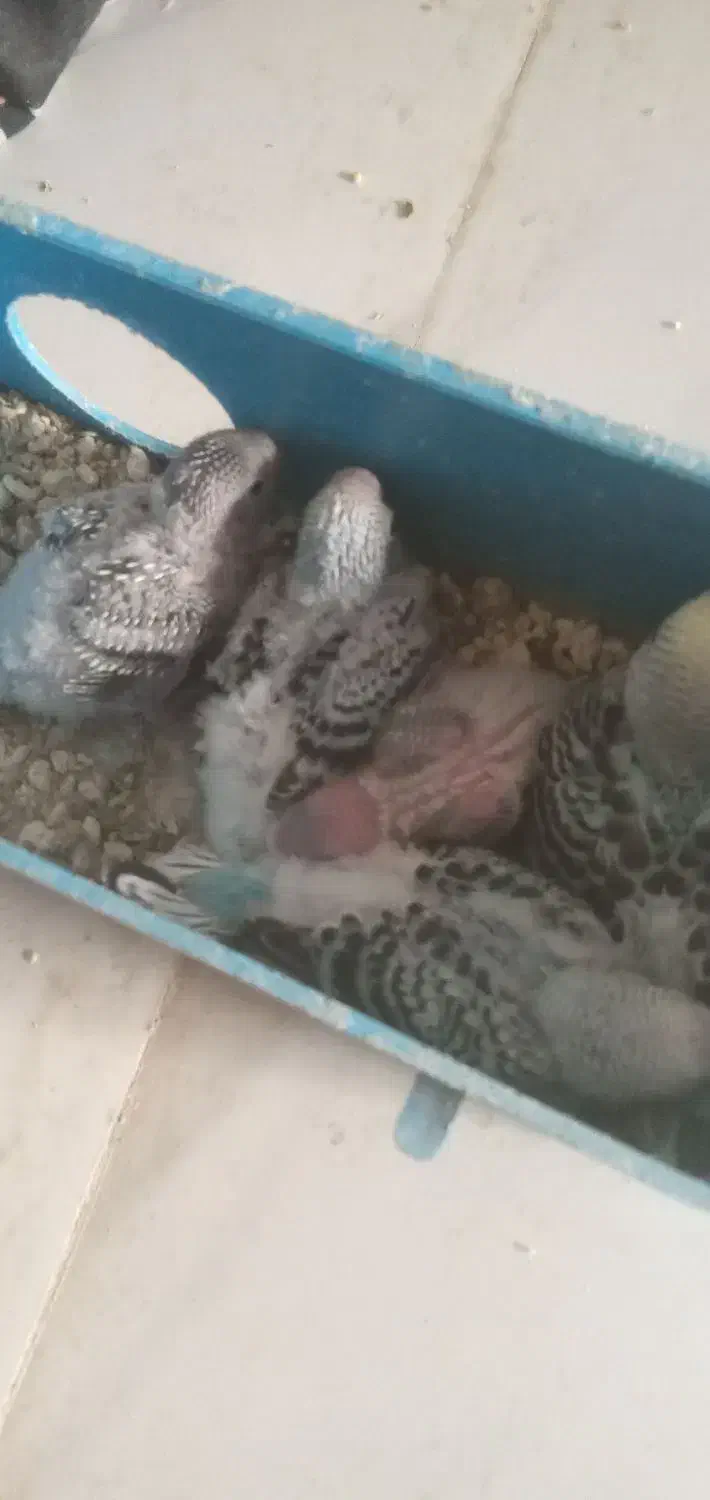 مرغ عشق از گلچینی از بهترین نژادها|پرنده|خمینی‌شهر, |دیوار