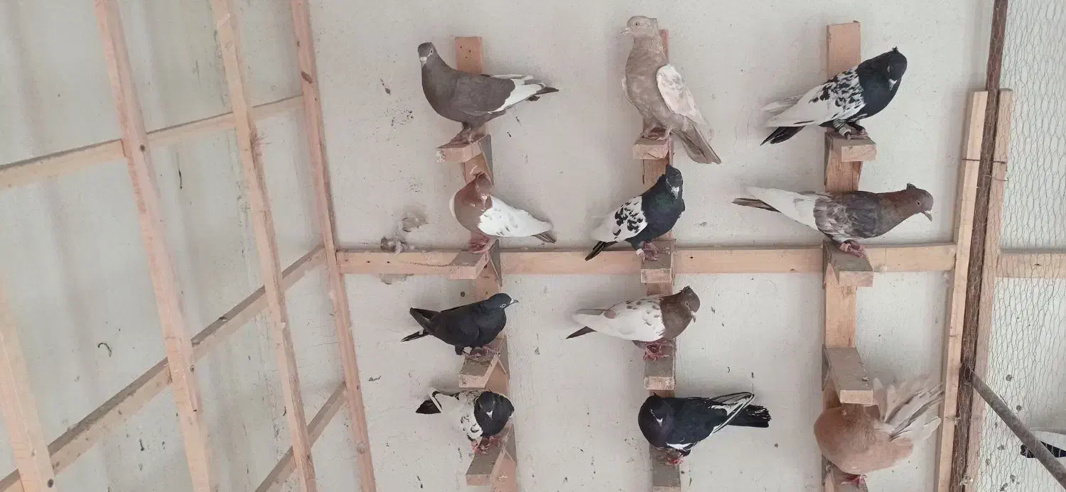 کفتر سینه .دمبی.زرد|پرنده|شیراز, کوشک میدان|دیوار