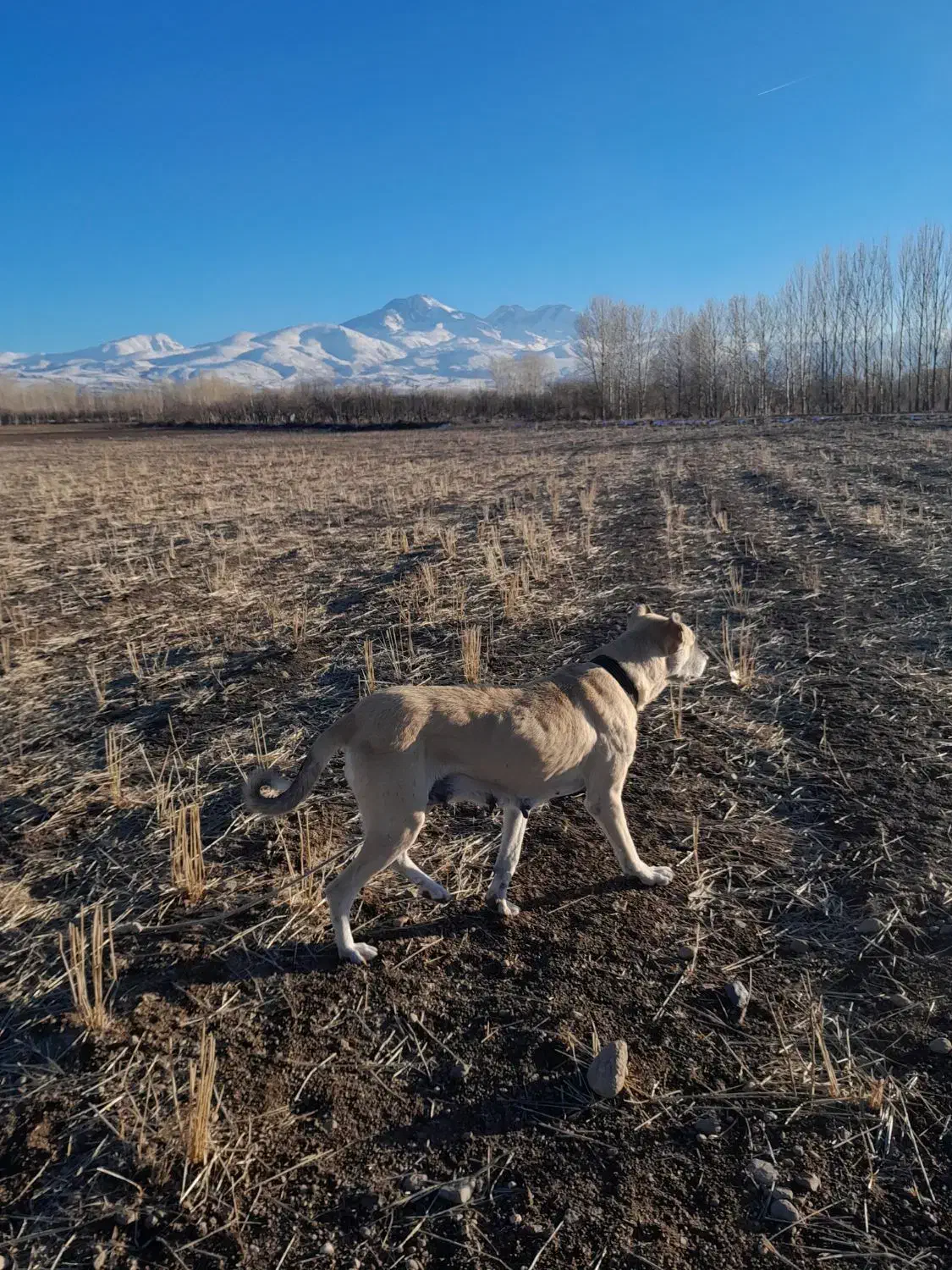 سگ سرابی ماده از7 نسل اصیل|سگ|مشگین شهر, |دیوار