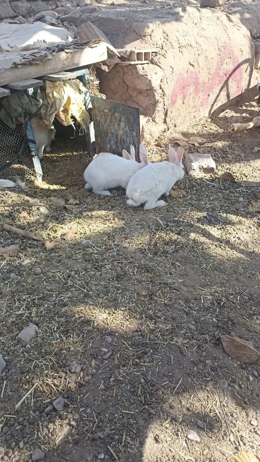 خرگوش خونگی|موش و خرگوش|خواف, |دیوار