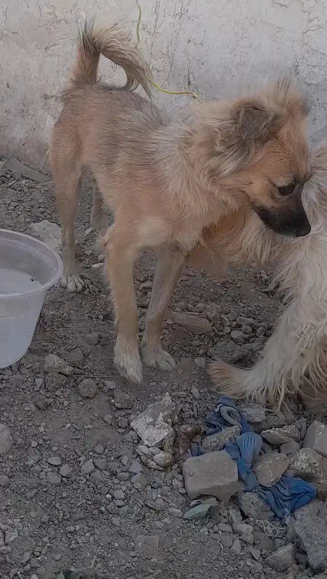 سگ پامر|سگ|زرند, |دیوار