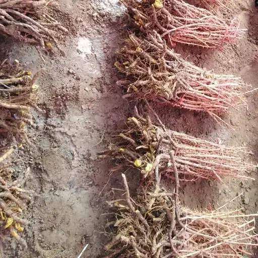 تـولـید وعرضه ی تـمامی نــهــالـها|خدمات باغبانی و درختکاری|نورآباد ممسنی, |دیوار