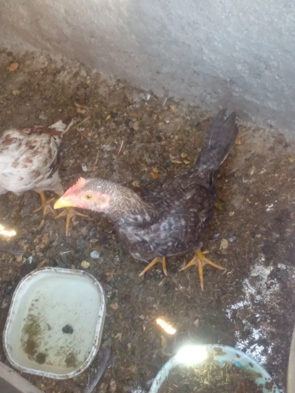 دوتا نوچه خروس و مرغ محلی اصیل لاری|حیوانات مزرعه|زاهدان, |دیوار