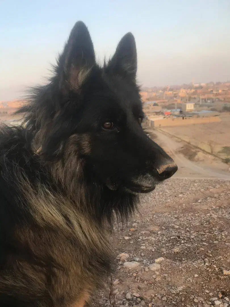 سگ گمشده|حیوانات|مهریز, |دیوار