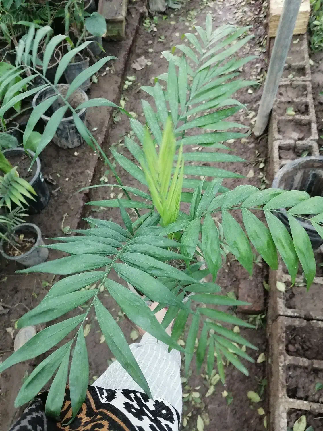 شامادورا|گل و گیاه طبیعی|آستارا, |دیوار