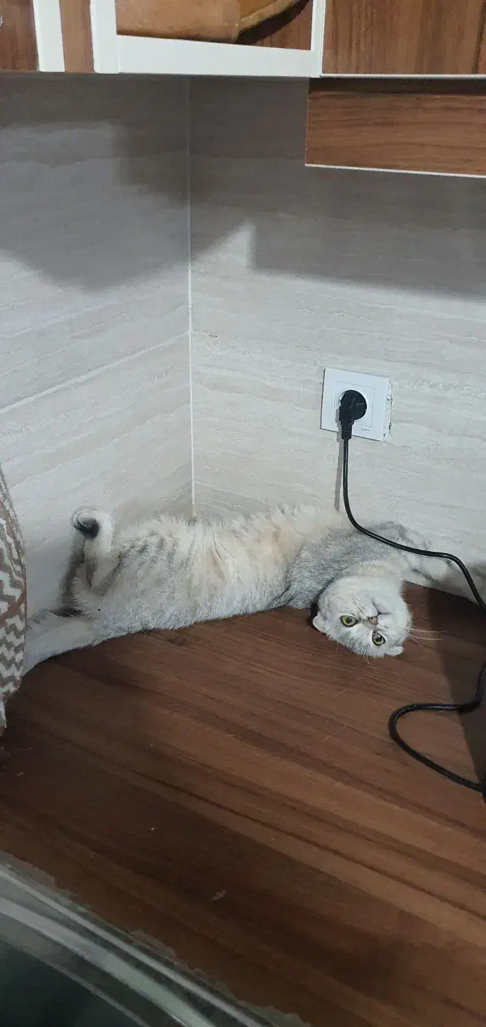 واگذاری سرپرستی یک جفت گربه با شرایط خاص|گربه|بوکان, |دیوار