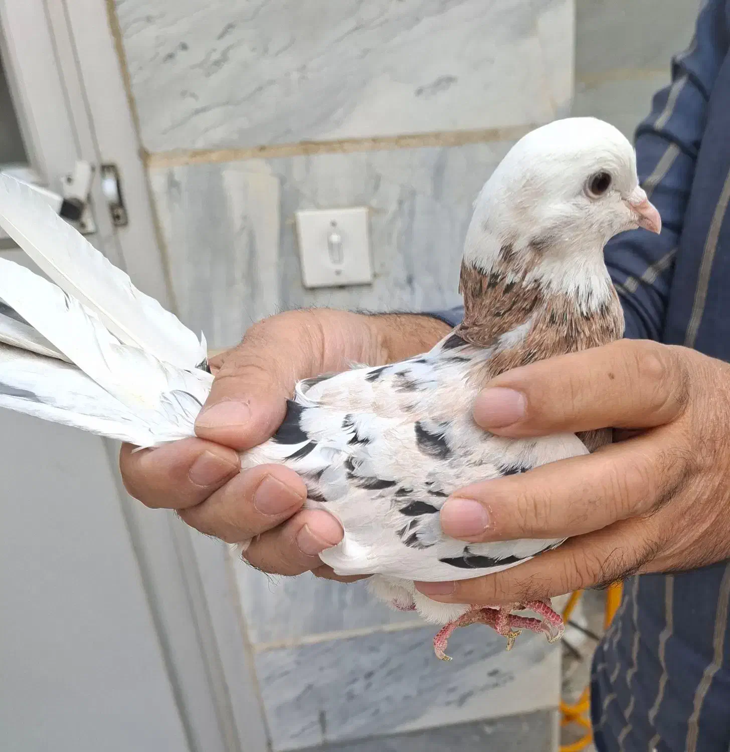 کفترسرورماده پرشی|پرنده|قرچک, شهرک طلائیه|دیوار