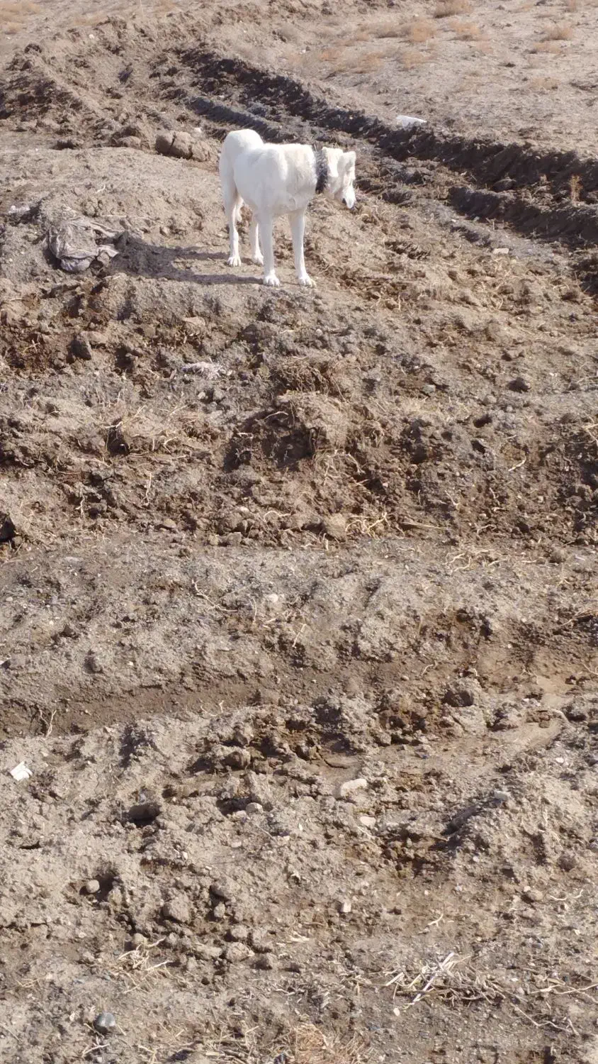 سگ گله ای|سگ|باشتین, |دیوار