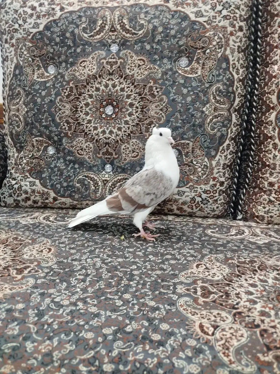 کبوتر دوکت سرور|پرنده|قم, شهرک فاطمیه|دیوار