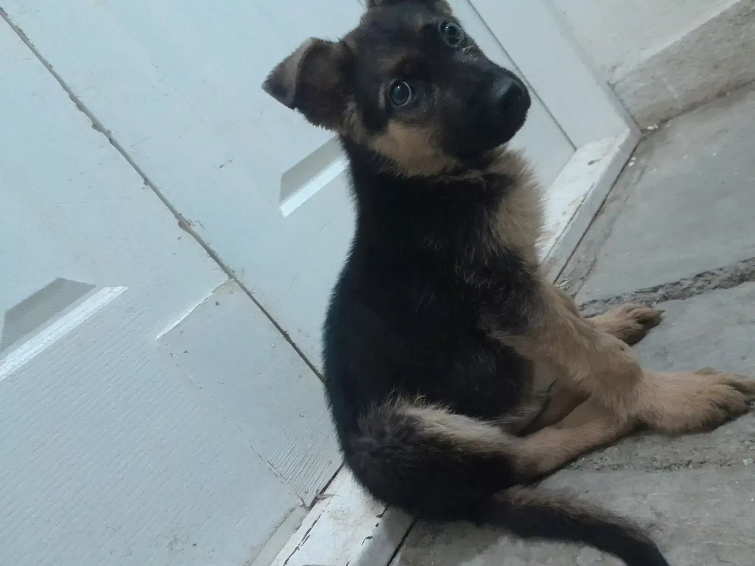 گمشده سگ|حیوانات|بروجرد, |دیوار