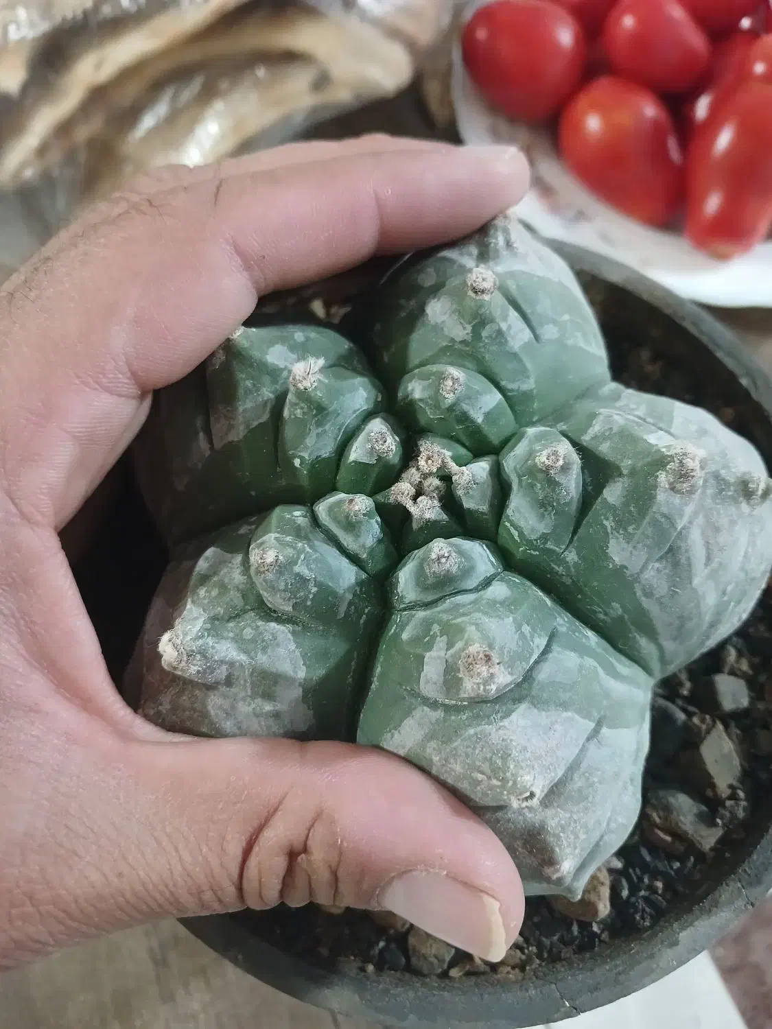 کاکتوس کیکو|گل و گیاه طبیعی|قم, پردیسان|دیوار