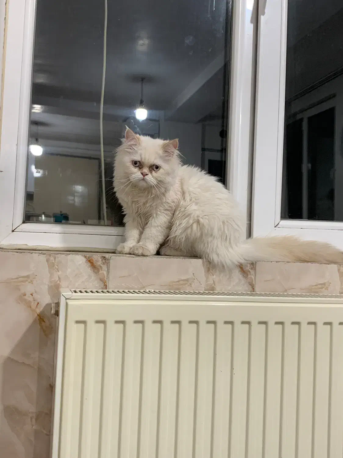 گربه پرشین|گربه|کرمانشاه, |دیوار