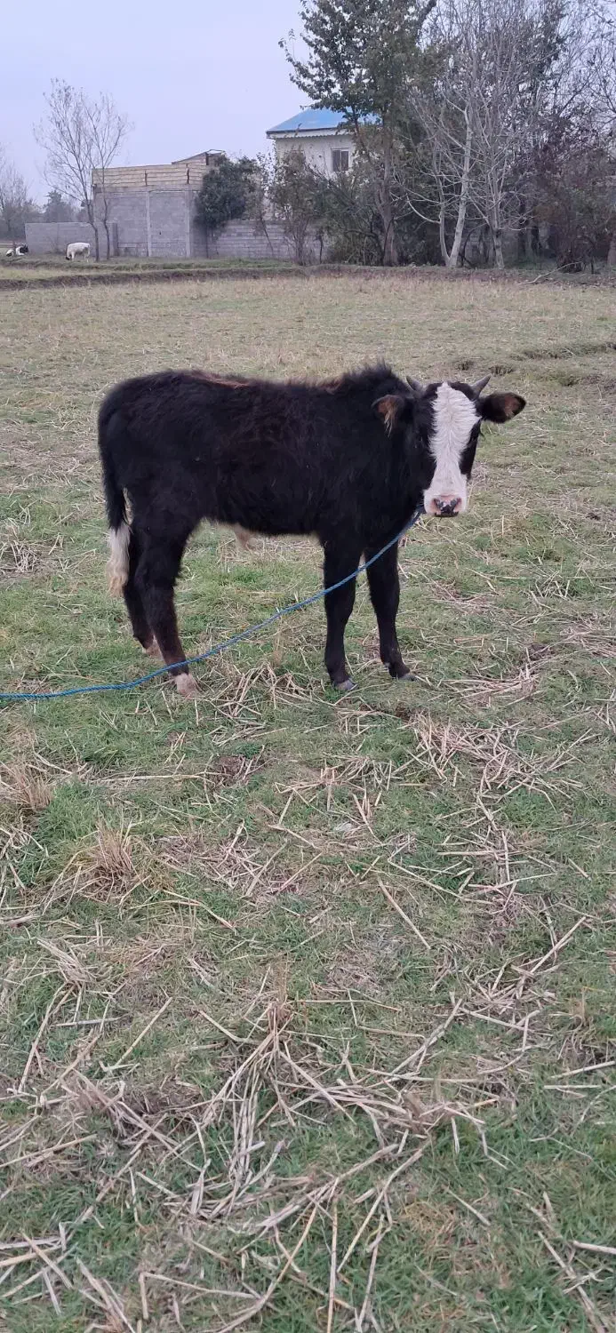 گاو ورزا کوله لیشه چالوسی|حیوانات مزرعه|سنگر, |دیوار