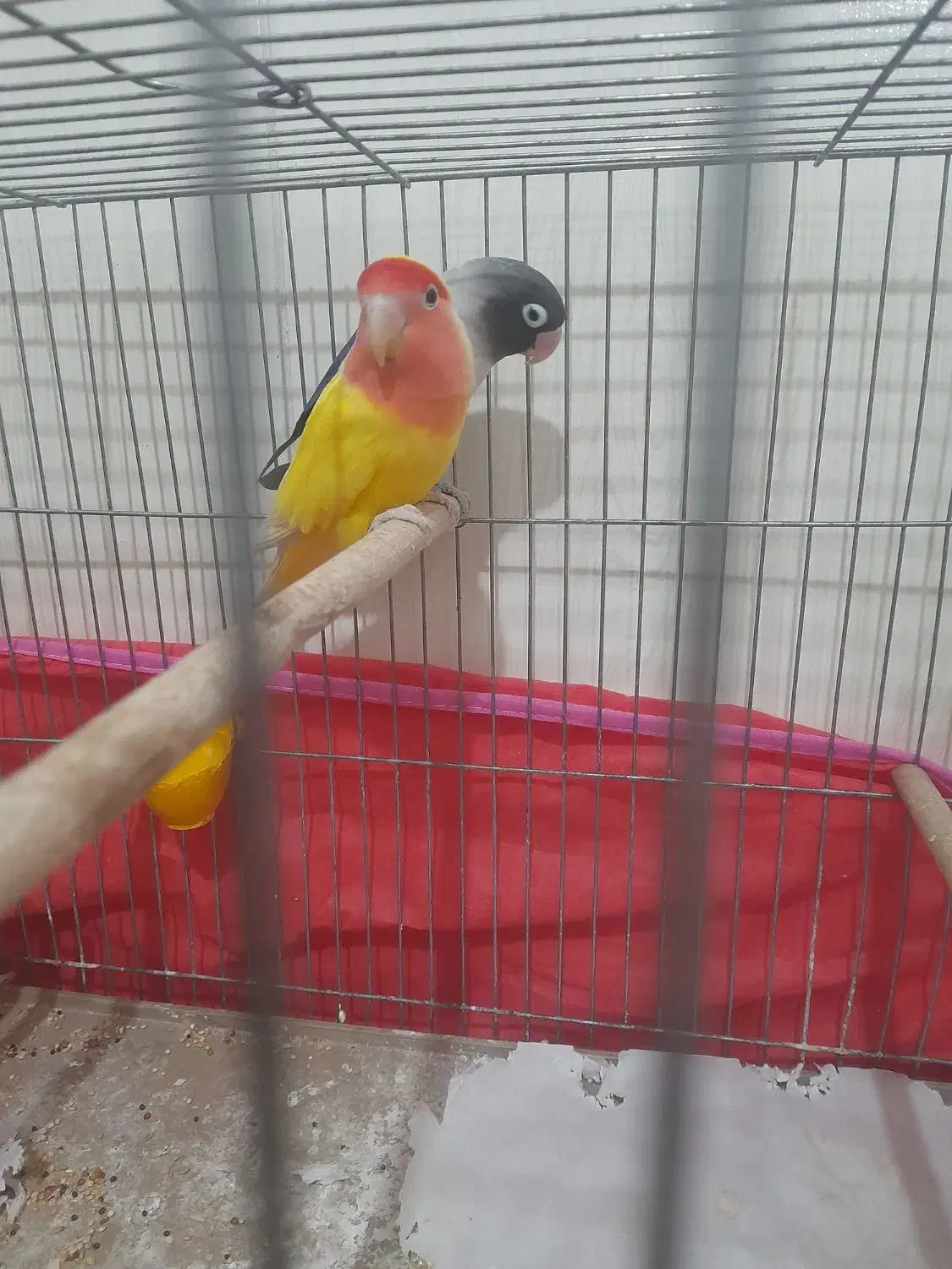 کوتوله|پرنده|قم, یزدانشهر|دیوار