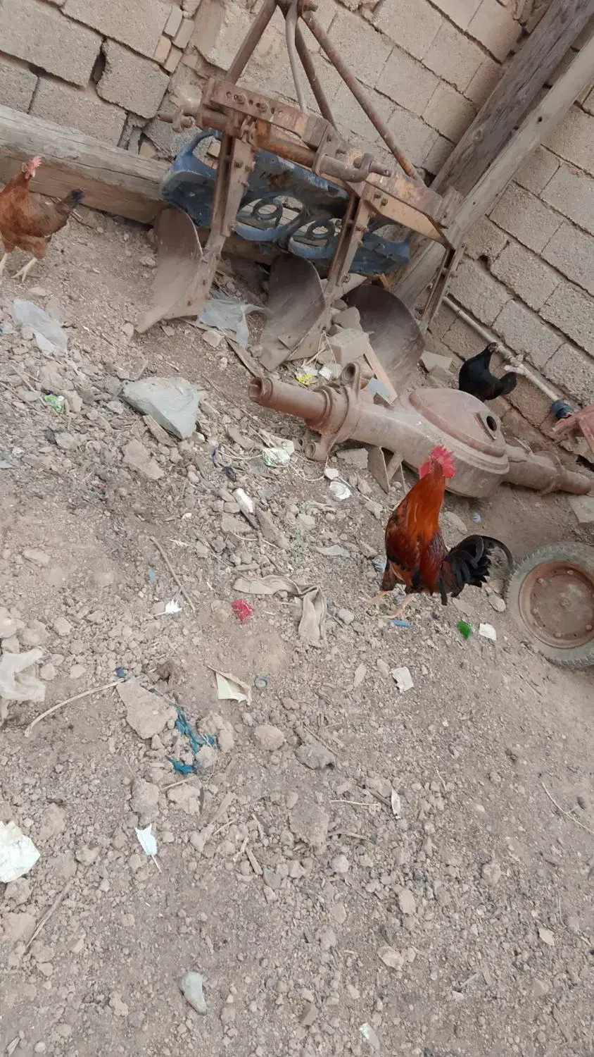 حمیدیه دهکده|حیوانات مزرعه|حمیدیه, |دیوار