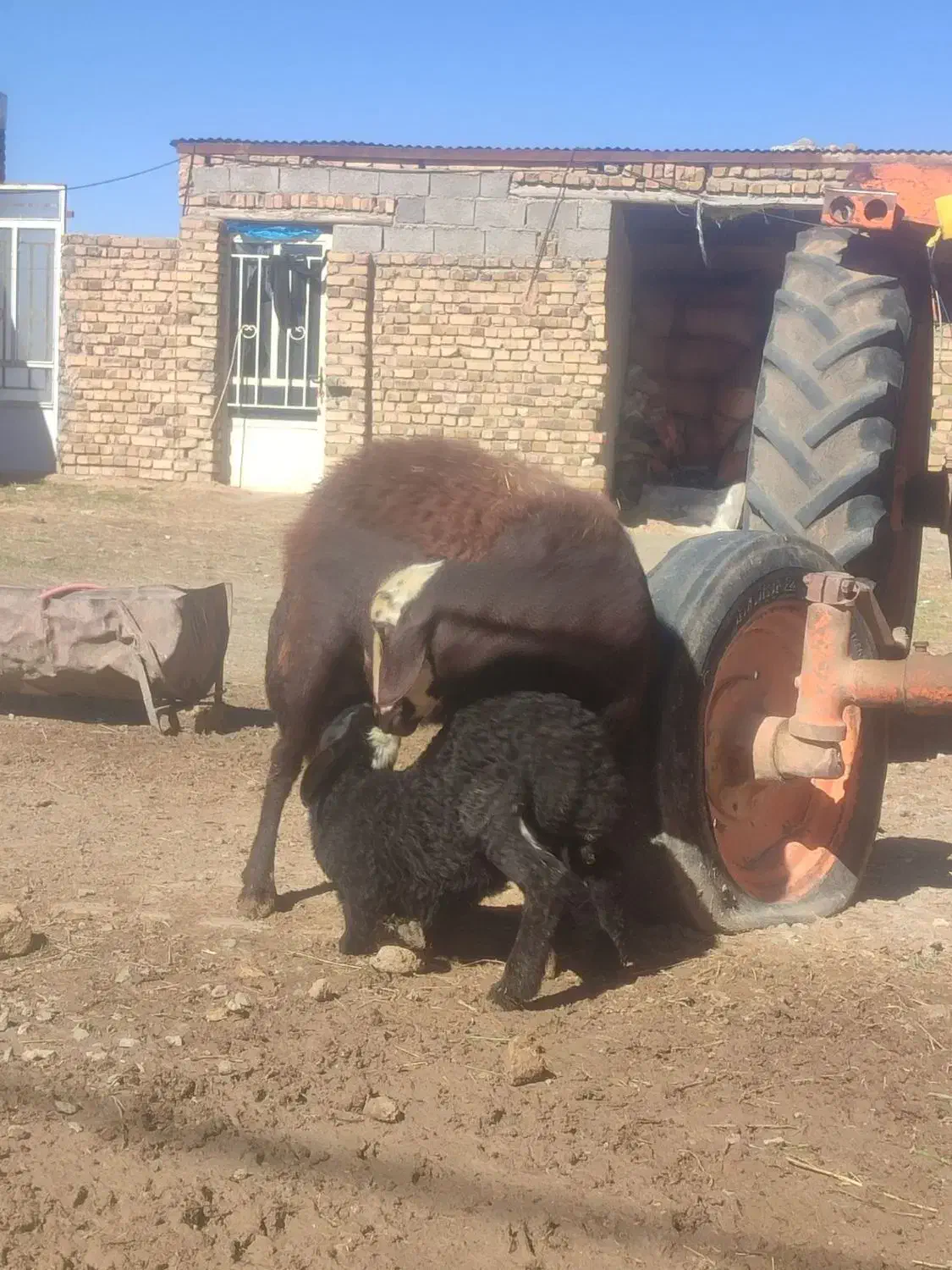 گوسفندمیس|حیوانات مزرعه|سلطانیه, |دیوار