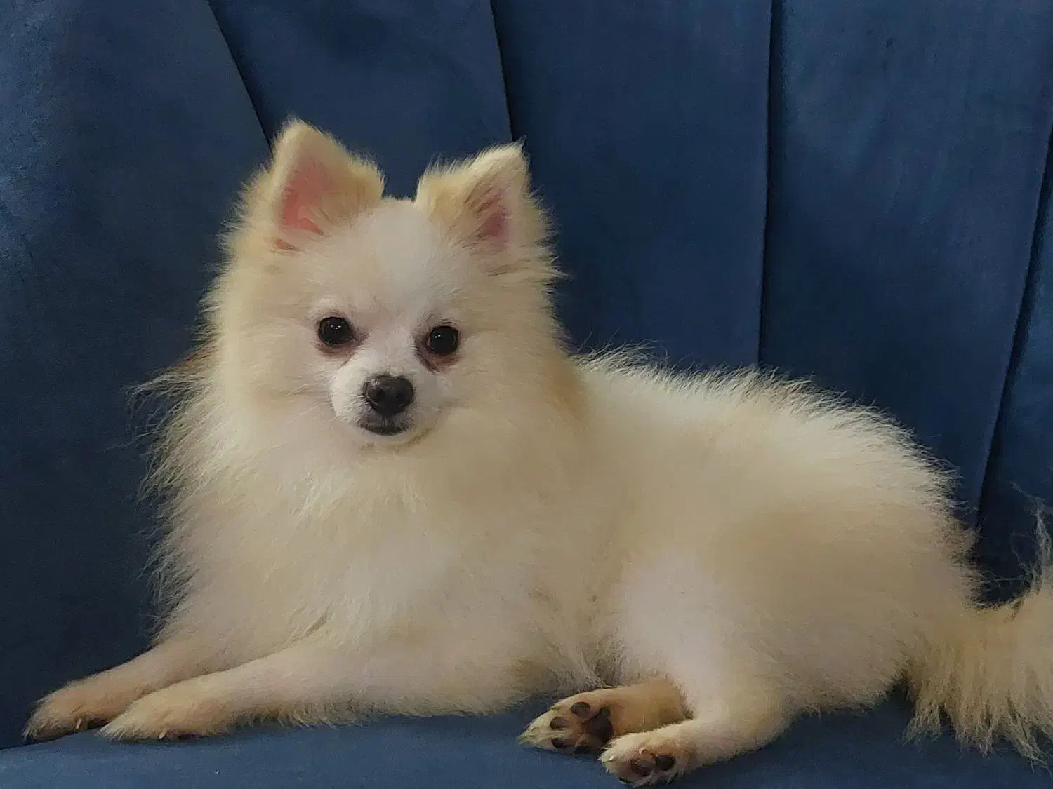 پامر پسر خوشکل|سگ|ساری, |دیوار