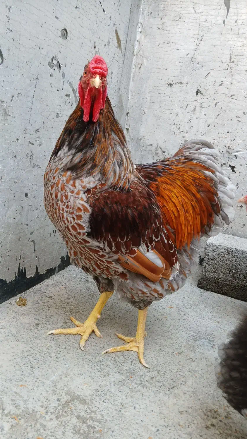 جوجه ویاندوت|حیوانات مزرعه|آمل, |دیوار