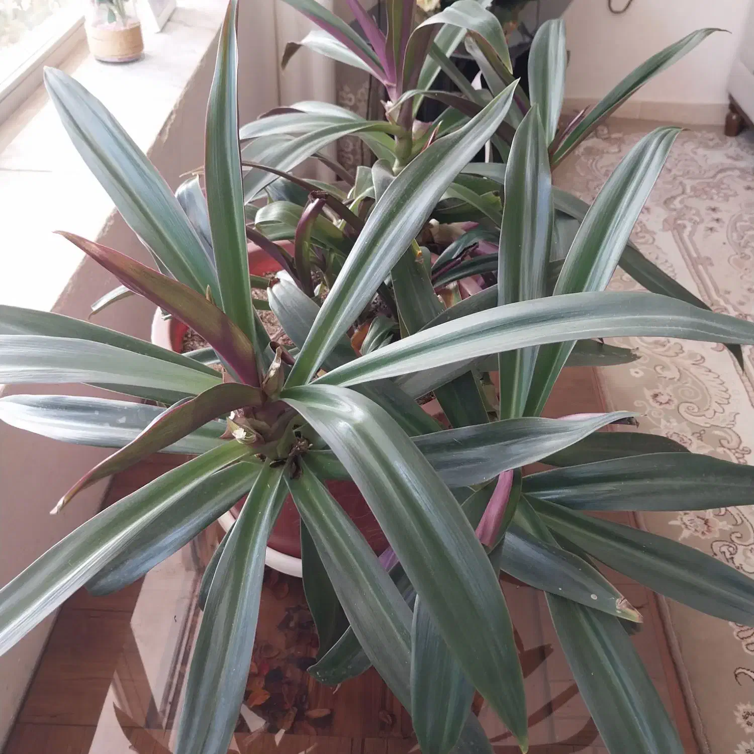 گل های اپارتمانی|گل و گیاه طبیعی|شهرکرد, |دیوار