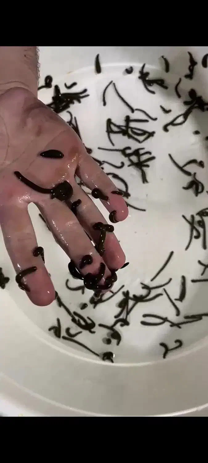 زالو طبی|آرایشی، بهداشتی، درمانی|قائم‌شهر, |دیوار