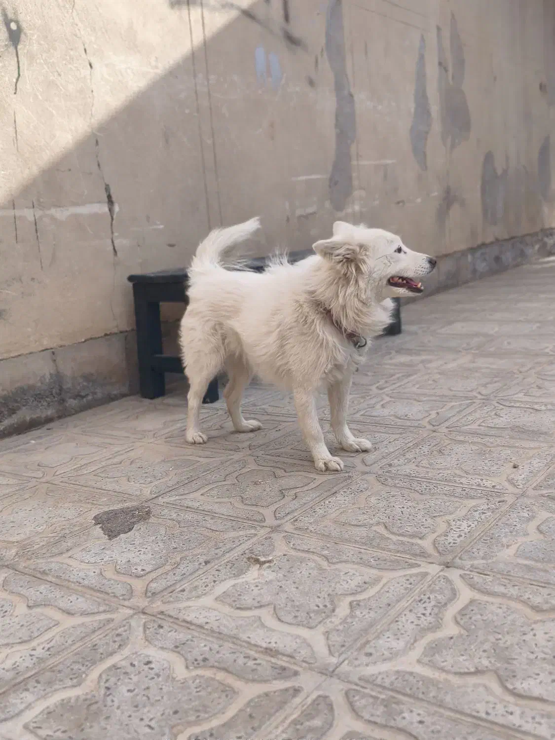 سگ ماده|سگ|بم, |دیوار