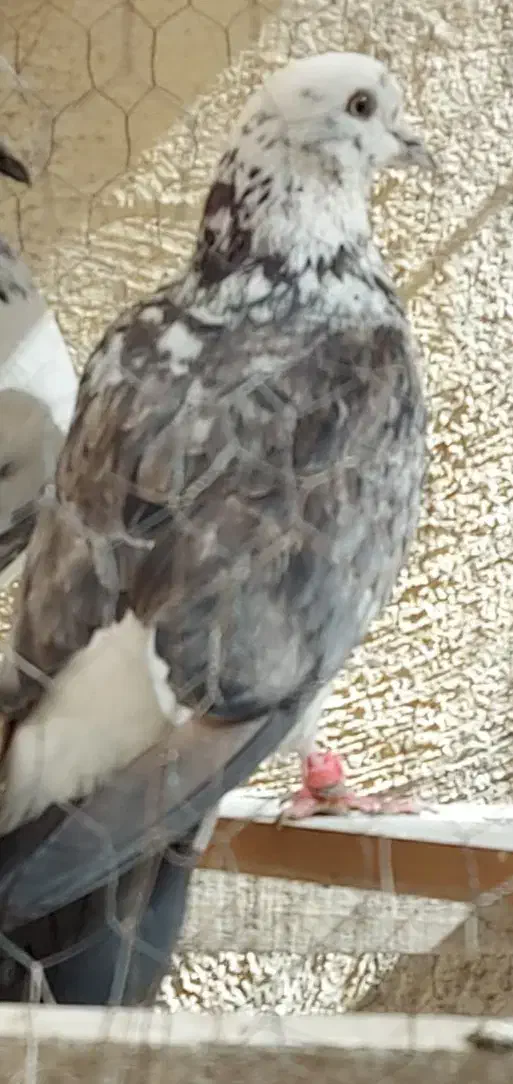 گمشده|حیوانات|تنکمان, |دیوار