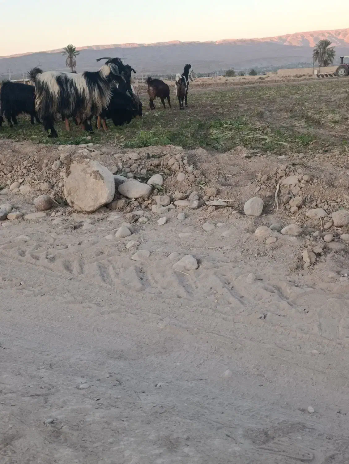 بز درج یک|حیوانات مزرعه|فسا, |دیوار