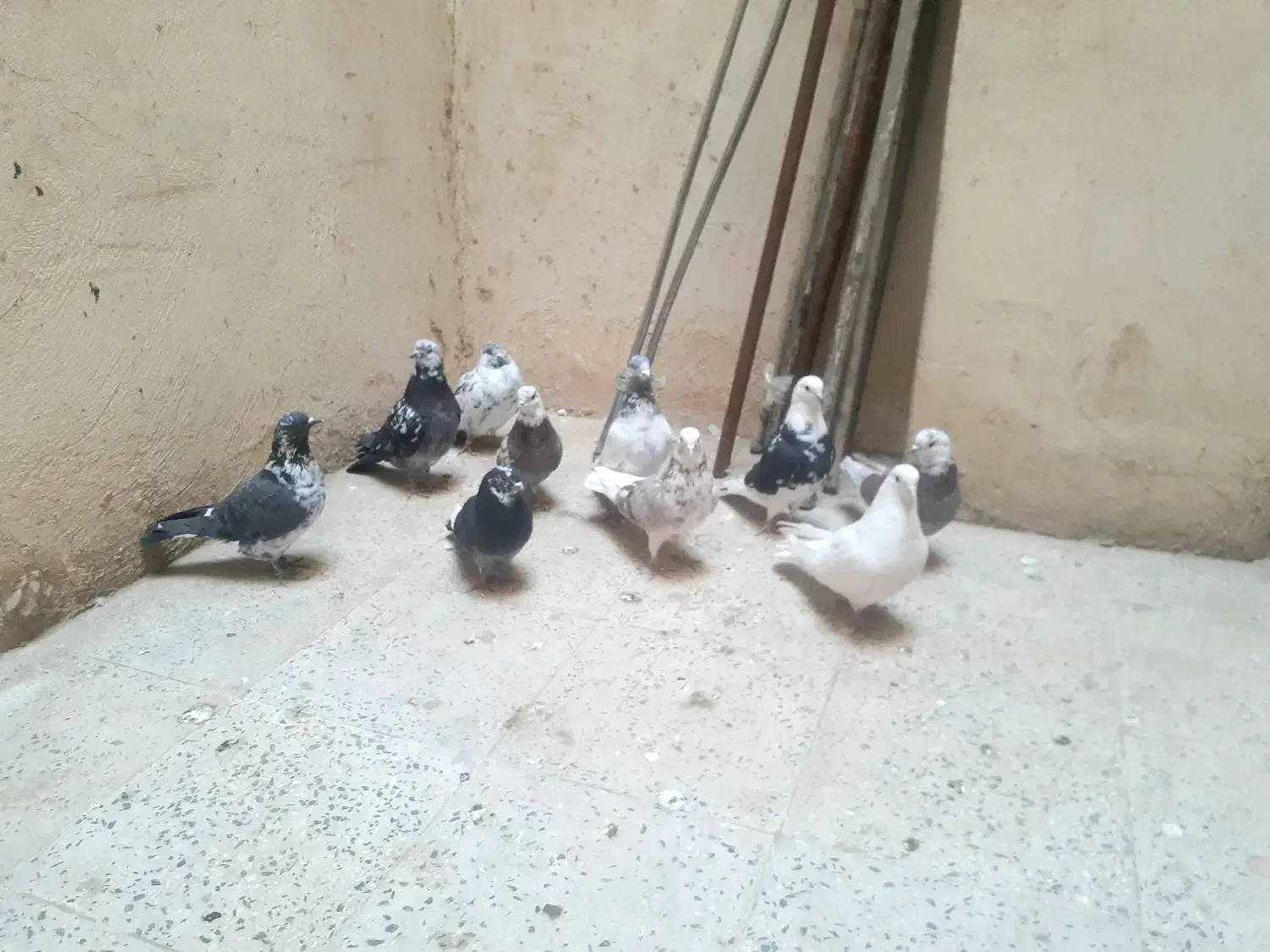 کفترپرشی|پرنده|فشاپویه, |دیوار